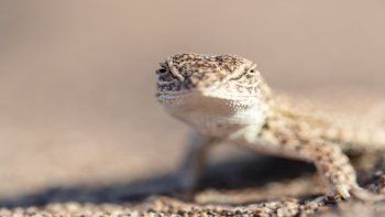 LiolaemusCuyumhue (1).jpg