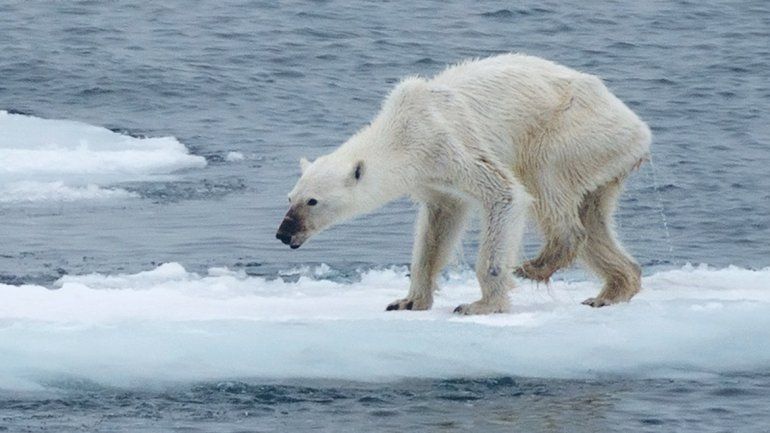 Oso polar desnutrido por los efectos del calentamiento global.&nbsp;