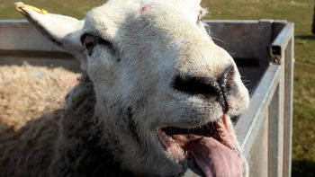 Insólito hecho protagonizado por las ovejas: se comieron 300 kilos de marihuana en un invernadero en Grecia. Insólito hecho protagonizado por las ovejas: se comieron 300 kilos de marihuana en un invernadero en Grecia.