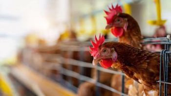 gripe aviar: pollolin vuelve a trabajar en las granjas cerradas por contagios