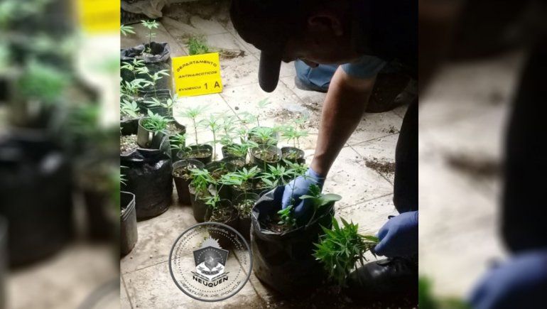 Fueron por una denuncia de violencia y secuestraron 127 plantas de marihuana