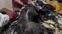El drama de los perros empetrolados: encontraron otro más, muerto en un pozo de petróleo. El drama de los perros empetrolados: encontraron otro más, muerto en un pozo de petróleo.