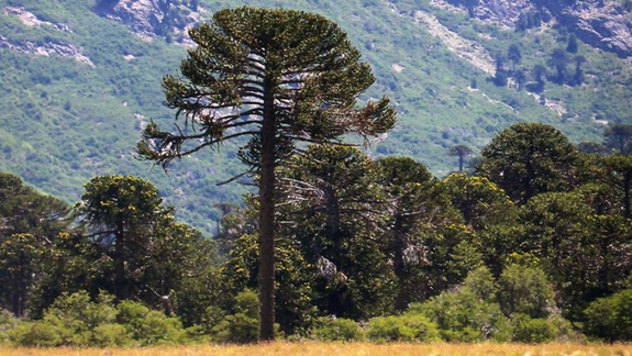 El pehuén y los árboles mágicos de la Patagonia