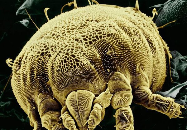 El animal más rápido del planeta no es el chita: es un ácaro