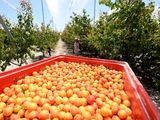 Cosecha de damascos en el campo de Cieza, (Murcia). Foto: Efeagro/Marcial Guillén