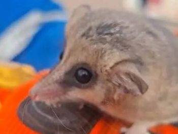 El pequeño animal fue rescatado y puesto a salvo.&nbsp;
