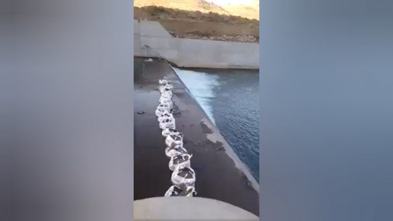 Video: por un error de obra en Villa Nahueve peligra la vida de 300 mil truchas