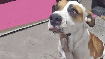 Comodoro Rivadavia: dicen que un vecino de Kilómetro 5 ya mató más de 20 perros. (Foto ilustrativa). Comodoro Rivadavia: dicen que un vecino de Kilómetro 5 ya mató más de 20 perros. (Foto ilustrativa).