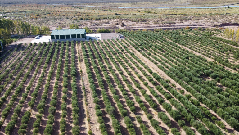 El olivar donde se produce el aceite Eternum en Rincón De Los Sauces y a pocos metros el Río Colorado