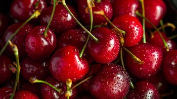 Chile no alcanzará las proyecciones iniciales y anticipa una temporada con menos fruta, mejores calibres y un impacto directo en la estrategia comercial. | LM Neuquen Chile no alcanzará las proyecciones iniciales y anticipa una temporada con menos fruta, mejores calibres y un impacto directo en la estrategia comercial.