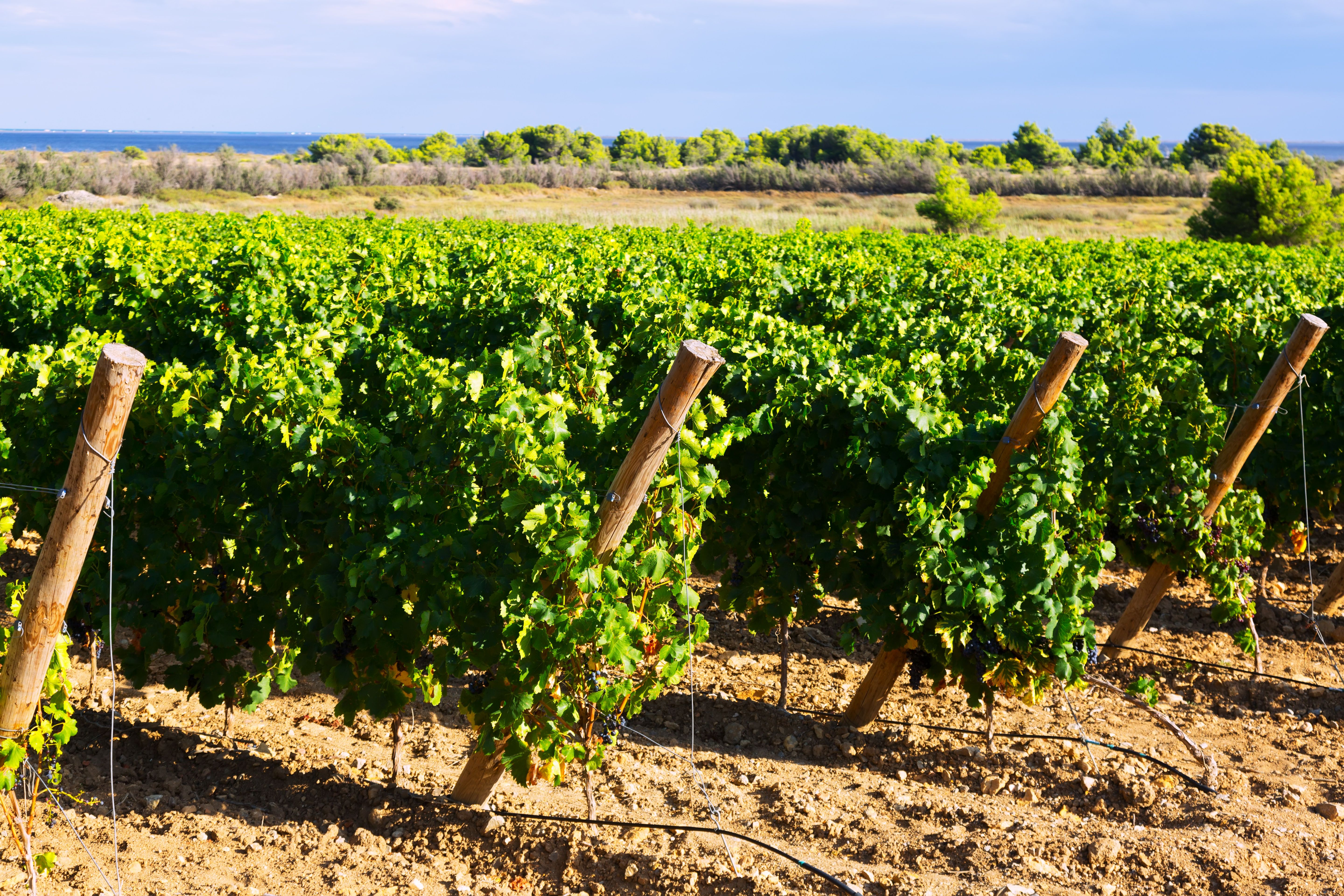 El vino es el segundo producto orgánico argentino exportado de origen vegetal. Foto: Freepik