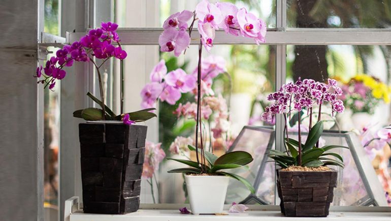 Podar una planta fuera de su temporada puede hipotecar su futuro. Podar una planta fuera de su temporada puede hipotecar su futuro.