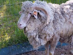 Sarna ovina en Chubut. (Foto ilustrativa: SENASA). Sarna ovina en Chubut. (Foto ilustrativa: SENASA).