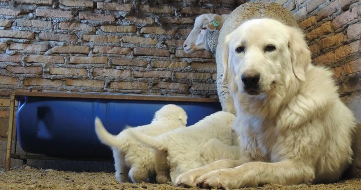 Hay más de 151 perros registrados en Neuquén. Foto: gentileza secretaría de Producción. Hay más de 151 perros registrados en Neuquén. Foto: gentileza secretaría de Producción.