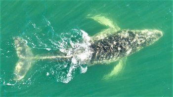 Ballena jorobada jugó frente a la playa de Las Grutas