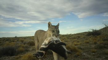 Entre 2019 y 2023 un equipo científico instaló cámaras trampa en la reserva nacional Monte León para seguir el comportamiento de los pumas. Entre 2019 y 2023 un equipo científico instaló cámaras trampa en la reserva nacional Monte León para seguir el comportamiento de los pumas.