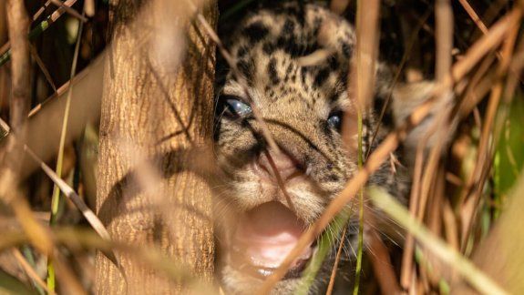 La tierna imagen de los cachorros de yaguareté que nacieron en Esteros de Iberá