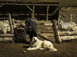 productores de zapala mejoraron sus ventas de lana merino productores de zapala mejoraron sus ventas de lana merino