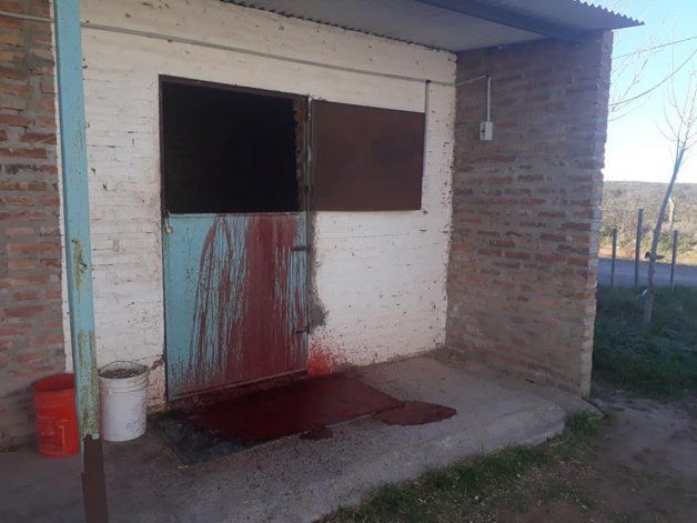 Avanza la investigaci&oacute;n por la salvaje matanza de tres caballos de carrera.&nbsp;