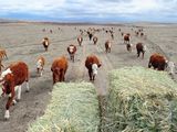 Por la falta de pastos en los campos, los suplementos fueron clave para que el productor pueda mantener parte de su hacienda.&nbsp;
