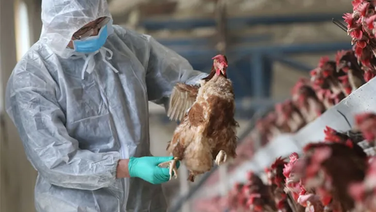 Apareció otro caso de gripe aviar en Neuquén: ahora en Senillosa