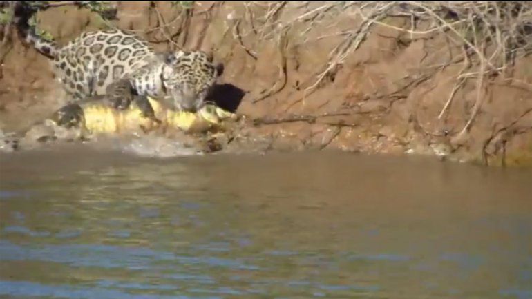 Captan el momento cuando un jaguar pesca un caimán