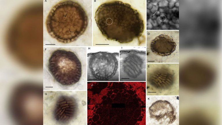 Hallaron en Escocia un eslabón perdido en la evolución animal