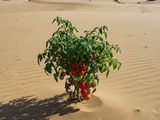 ¿Cómo es posible producir este mismo tomate en grandes escalas y en medio del desierto? La respuesta está en la tecnología china. (Foto creda por IA).