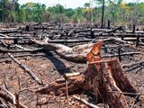 Mientras Europa retrasa su reglamento, ambientalistas advierten que el aplazamiento prolonga prácticas que siguen presionando los bosques nativos.