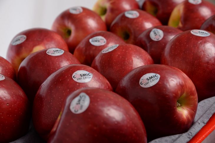 Con más de 22,5 millones de árboles plantados, la Cosmic Crisp seguirá siendo un negocio exclusivo en EE.UU. hasta 2032. Con más de 22,5 millones de árboles plantados, la Cosmic Crisp seguirá siendo un negocio exclusivo en EE.UU. hasta 2032.