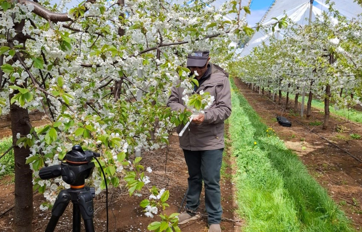 Chacras y empaques buscan control de calidad y seguridad: el talento escasea en especialidades. Chacras y empaques buscan control de calidad y seguridad: el talento escasea en especialidades.