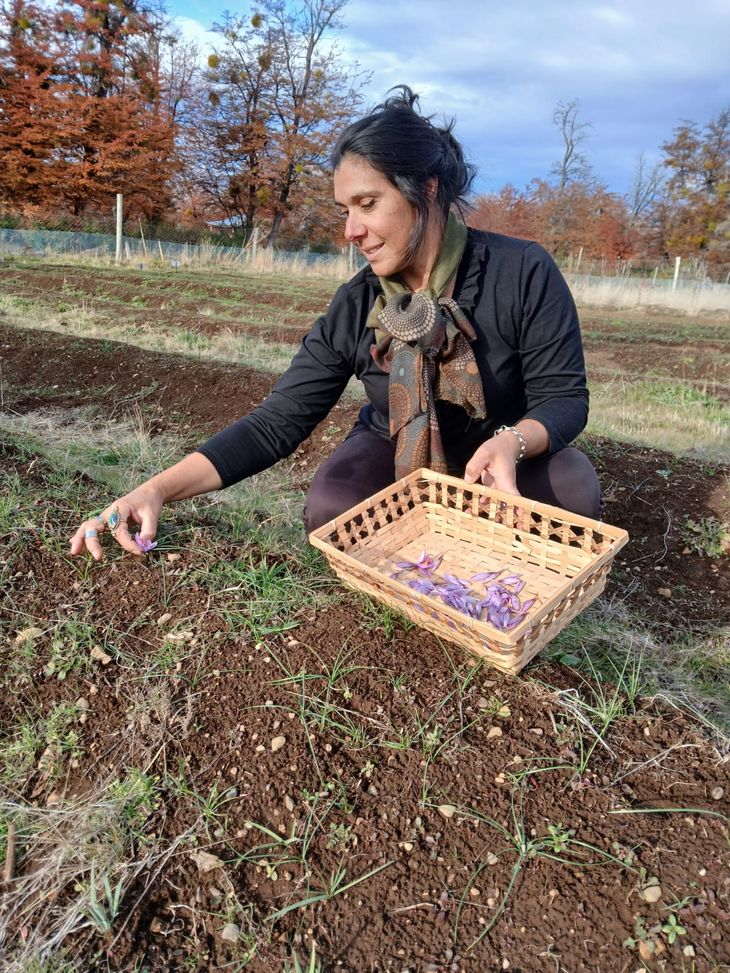 En su chacra de Trevelin, Paola cultiva el valioso "oro rojo" en medio de la cordillera. En su chacra de Trevelin, Paola cultiva el valioso "oro rojo" en medio de la cordillera. 