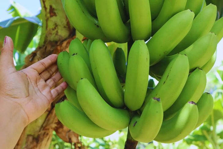 El avance del INTA en mejoramiento genético impulsa bananas argentinas más competitivas, con calidad uniforme y mejor comportamiento a campo. El avance del INTA en mejoramiento genético impulsa bananas argentinas más competitivas, con calidad uniforme y mejor comportamiento a campo.