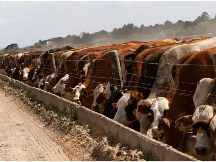 Los feedlots tendrán un rol muy importante dentro del sistema de producción ganadera. Los feedlots tendrán un rol muy importante dentro del sistema de producción ganadera. 
