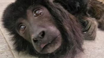 Santa Cruz: rescataron a un mono carayá maltratado de una casa de Las Heras. Santa Cruz: rescataron a un mono carayá maltratado de una casa de Las Heras.