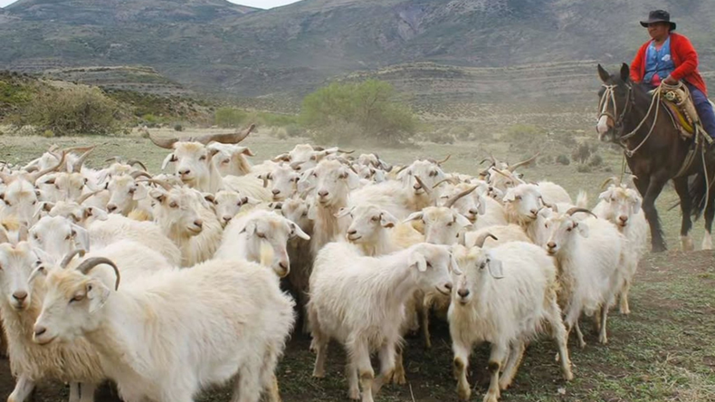 Nuevas obras para el desarrollo de la trashumancia en el norte neuquino: mejores condiciones para crianceros | LM Neuquen Nuevas obras para el desarrollo de la trashumancia en el norte neuquino: mejores condiciones para crianceros