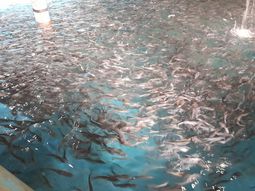 La estancia Vilcunco es uno de los mayores atractivos de Aluminé. La estancia Vilcunco es uno de los mayores atractivos de Aluminé.