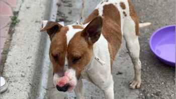 Luego del ataque, los vecinos ataron al bull terrier en un patio y lo sedaron con gotas. A la madrugada se soltó de la cuerda, saltó una reja y no lo vieron más. Luego del ataque, los vecinos ataron al bull terrier en un patio y lo sedaron con gotas. A la madrugada se soltó de la cuerda, saltó una reja y no lo vieron más.