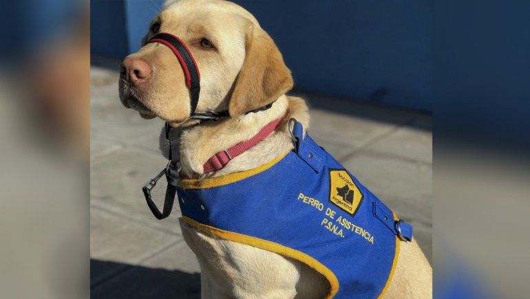 La emotiva historia de Ainda, la perra que se reencontrará con un niño con autismo