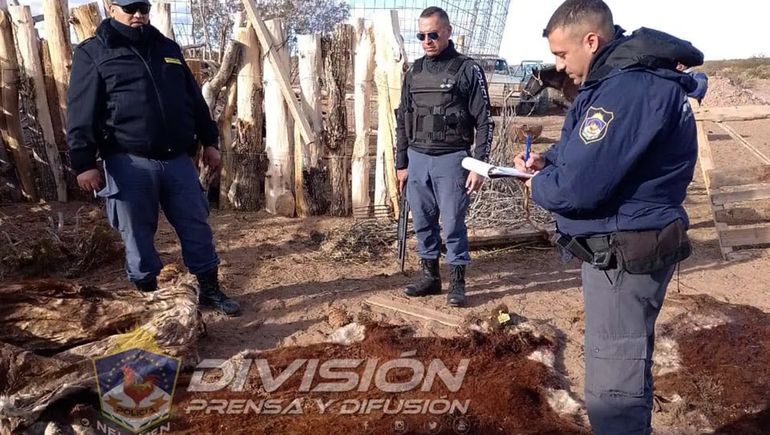 Los allanamientos por el delito de abigeato fueron encabezados por la Policía neuquina.