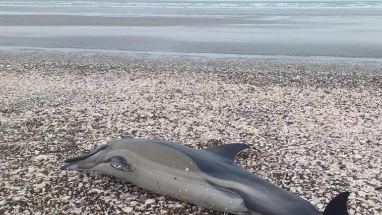 Los delfines aparecieron en distintas costas de la Patagonia Argentina