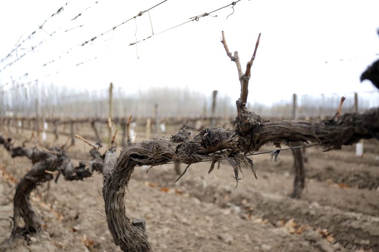 El vino argentino es la marca con la que se llega a los mercados mundiales. Pero la Patagonia tiene un plus su su indicación geográfica, que defienden todos los productores para posicionarse de manera distintiva.