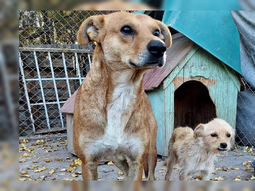 La deuda en las cuentas veterinarias asciende a $5.000.000. La deuda en las cuentas veterinarias asciende a $5.000.000.