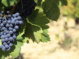 Algunos vinos marcan hitos en la historia reciente y definen caminos propios. Algunos vinos marcan hitos en la historia reciente y definen caminos propios.