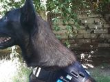 Perro de la Policía cayó al canal durante la búsqueda de una mujer y murió