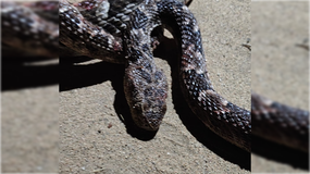 La yarará apareció en el patio de un domicilio y generó temor. | LM Neuquen La yarará apareció en el patio de un domicilio y generó temor.