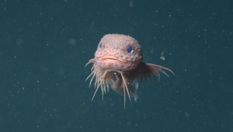 Descubren una nueva especie de pez caracol con ojos azules en el Océano Pacífico Oriental.