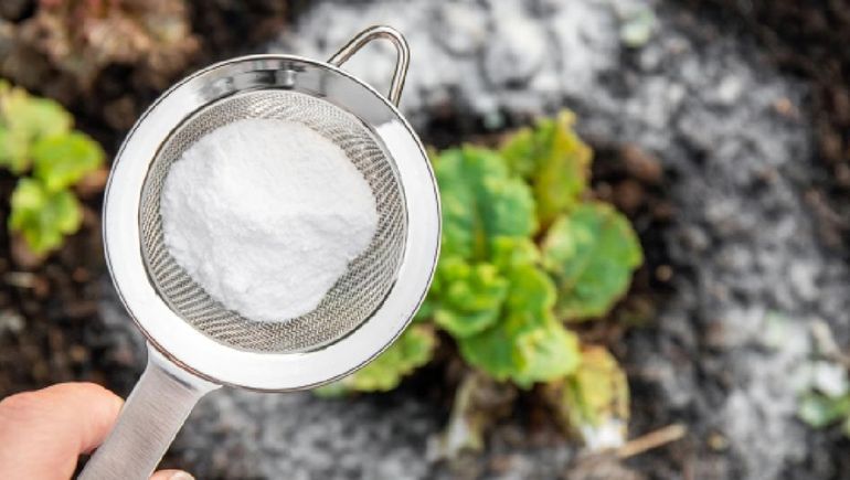 Bicarbonato de sodio, el secreto que puede transformar tus plantas