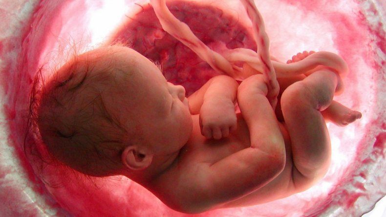 Una placenta postiza para salvar bebés prematuros