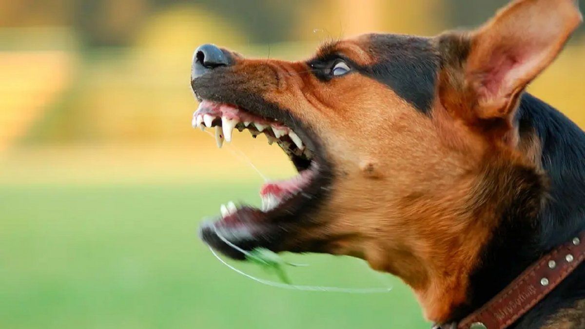 El nene de dos años atacado por un perro se encuentra internado en grave estado. Están compremetidas la nariz y un ojo.